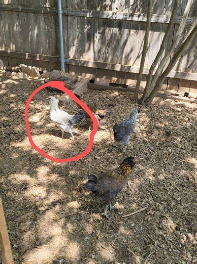 Easter Egger Pullet Or Cockerel BackYard Chickens Learn How To