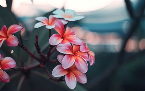 Rosa Flores Macro Desenfoque Bokeh Rama Floraci N Plumeria