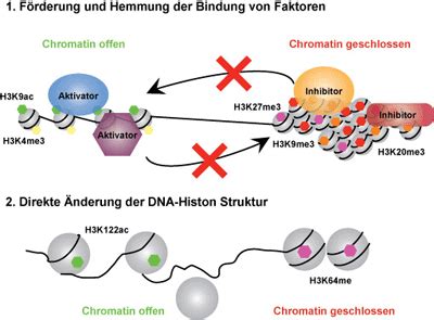 Epigenetische Modifizierungen Der Histone Histonmodifikation