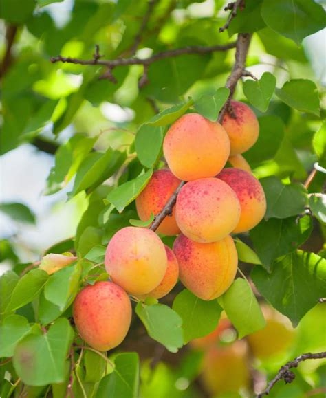 Apricot Trees