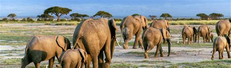 Days High End North Migration Safari Ngorongoro Serengeti