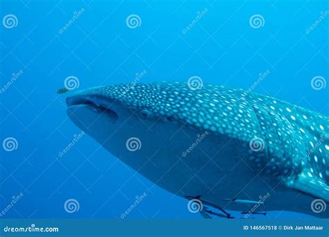 Close-up of Whaleshark stock photo. Image of fish, underwater - 146567518