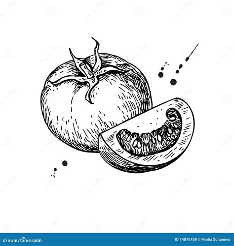 Tomato Drawing Isolated Tomato And Sliced Piece Vector Illustration