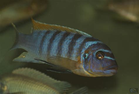 Ciclidos Del Rift Pseudotropheus Fainzilberi Puulu