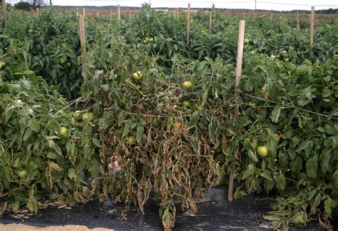 Bacterial Canker Of Tomato