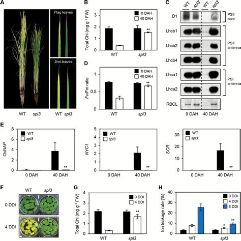 The Spl3 Mutant Shows A Stay Green Phenotype During Leaf Senescence