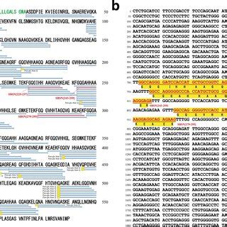 Peptidomic Identification Of Suprabasin Derived Native Peptides In