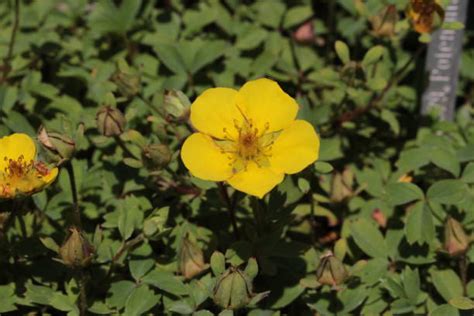 960+ Cinquefoil Flower Stock Photos, Pictures & Royalty-Free Images - iStock