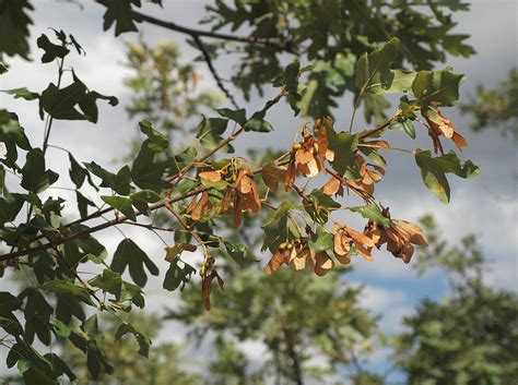 Maklen (Acer monspessulanum) - Plantea