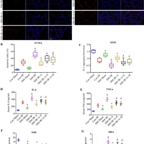 SIRT1 Signaling Pathway Mediated Mitophagy Playes An Essential Role In