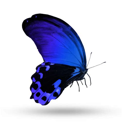 Blue Butterfly Flying Isolated On White — Stock Photo © Suntiger 9910302