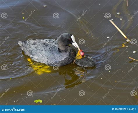 Atra Del Fulica De La Focha De Eurasion Que Alimenta Un Polluelo Foto