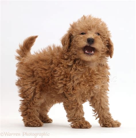 Toy Labradoodle Uk Wow Blog