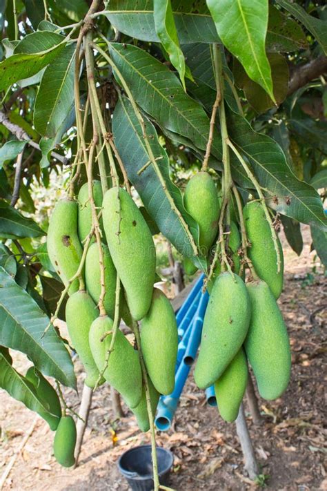 Mangoes On A Mango Tree In Plantation Stock Image Image Of Branch