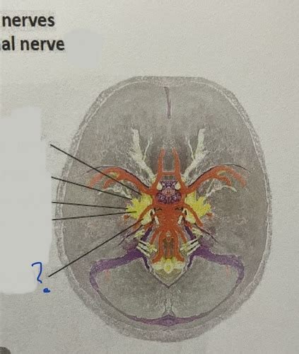 Anatomy Lab 2 Pnsspinal Cord Anatomy Lab 8 Vascular System