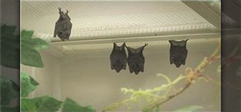 How to Take care of a bat « Birds :: WonderHowTo