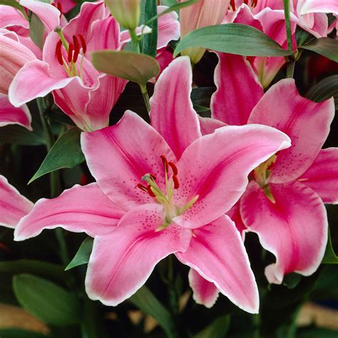 Lily Oriental Marlon 5 Bulbs Longfield Gardens