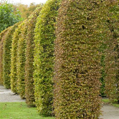 Common Beech Hedging Fagus Sylvatica Roots Plants