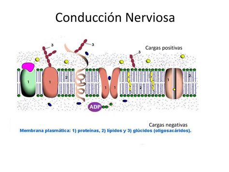 Segundo Nivel Enseñanza Media 3° 4° Medio Conducción Nerviosa