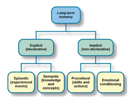 Long Term Memory Flashcards Quizlet