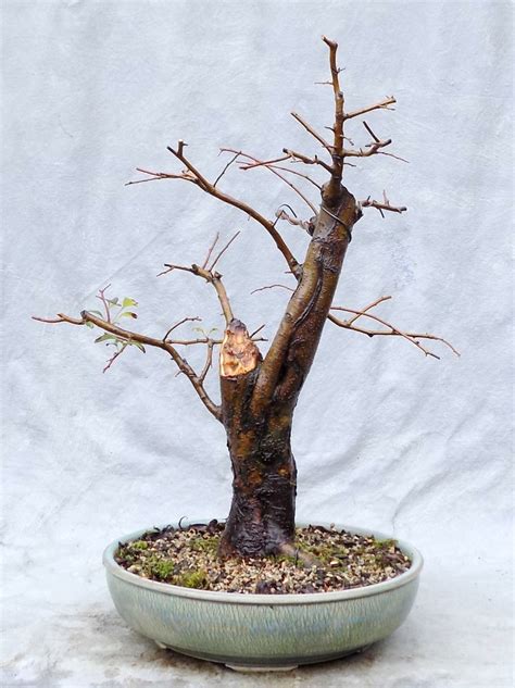 Progression Crabapple 1 Bonsai South