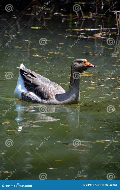 The African Goose Is A Breed Of Goose Stock Image Image Of Anser