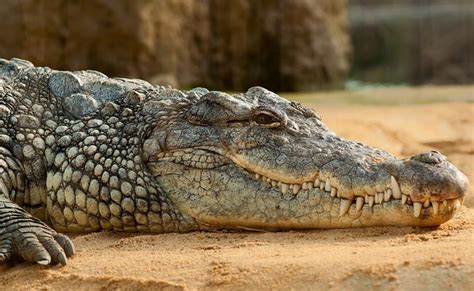 Australian Man Escapes From "Cunning" Crocodile By Sticking Thumb Into ...