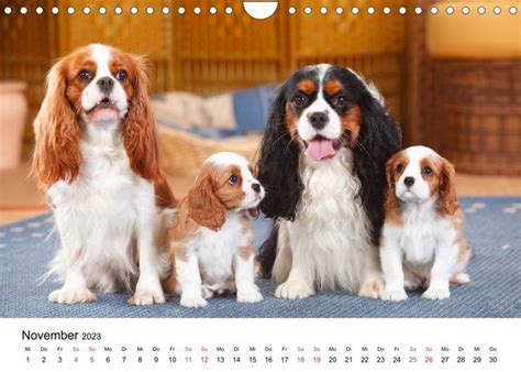 Mit Cavalier King Charles Spaniels Durch Das Jahr Wandkalender 2023