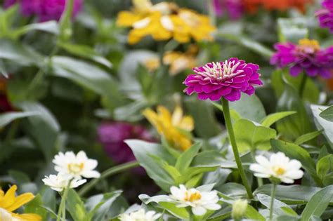 Cómo elegir las mejores plantas ornamentales para el jardín La Villa