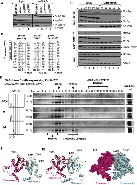 An Essential And Cell Cycle Dependent Orc Dimerization Cycle Regulates