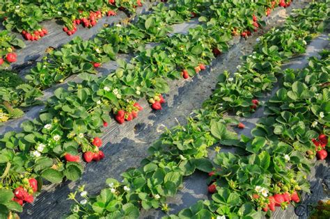 Como Plantar Morango o Próprio Morango Mundo Ecologia