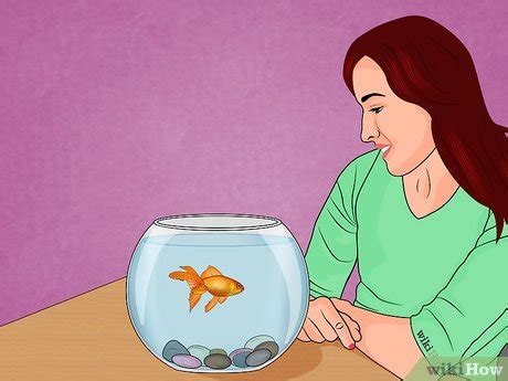 3 Ways to Fix Swim Bladder Disease in Goldfish - wikiHow Pet