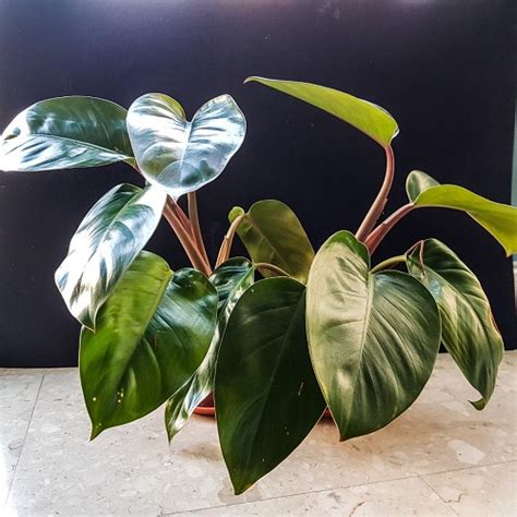 Growing Philodendron Erubescens Indoors Blushing Philodendron Care