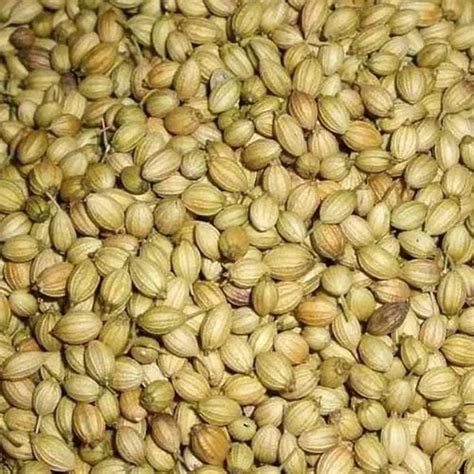 Brown Variety Sindhu Dried Coriander Seed Form Seeds At Rs Kg In