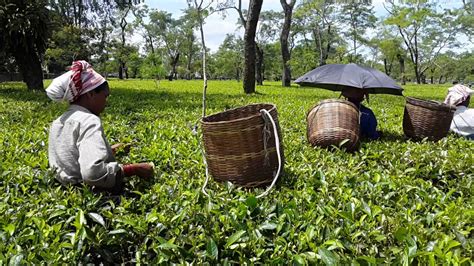 15 Best Tea Estates In Assam That Are A Must Visit For All The Chai