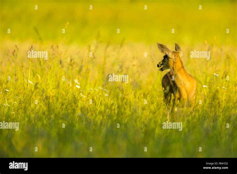 Blacktail Deer In Farm Pasture On Vancouver Island Canada Stock Photo