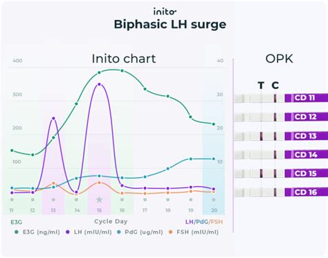 When To Have Sex After Lh Surge Your Complete Guide Inito