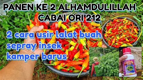 Cara Ampuh Atasi Lalat Buah Pada Tanaman Cabe Panen Cabe Rawit Ke