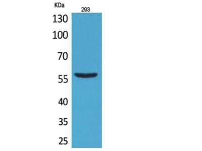 Anti B7 H3 Antibody Products Biocompare