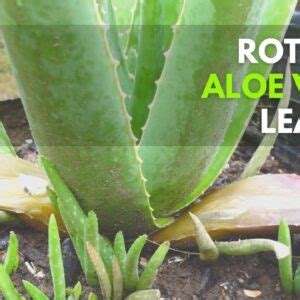 How To Manage Aloe Vera With Rotting Leaves