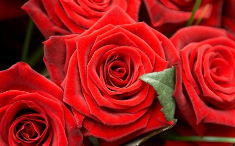 Wallpaper Romantic red roses 2560x1600 HD Picture, Image