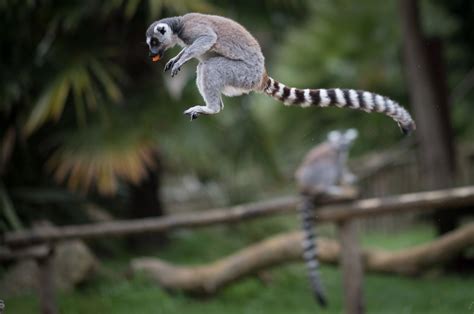 Almost All Madagascar S Lemur Species Face Extinction According To Experts Daily Sabah