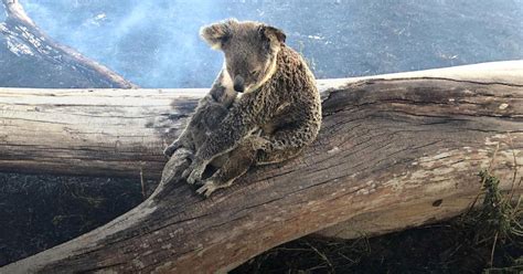 Taronga calls for urgent help to save Australia's koalas | Taronga ...