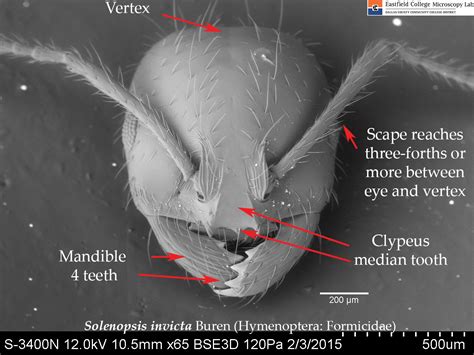 Ant Under Microscope