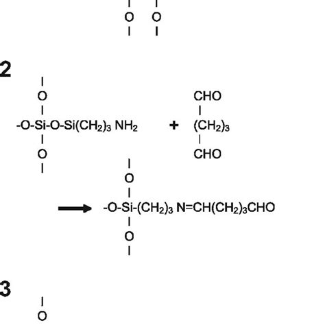 Diagram Of Protein Immobilization Chemistry The P53 Protein Was