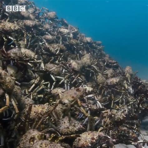 Discovery On Twitter An Army Of Crabs Hundreds Of Thousands