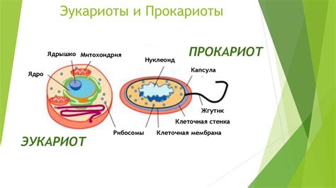 Классификация микроорганизмов - презентация онлайн