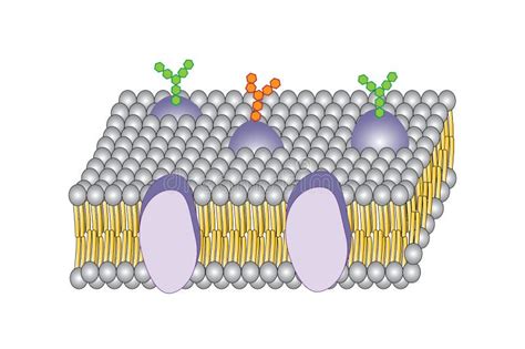 Plasma Membrane Stock Vector Illustration Of Lipid Head