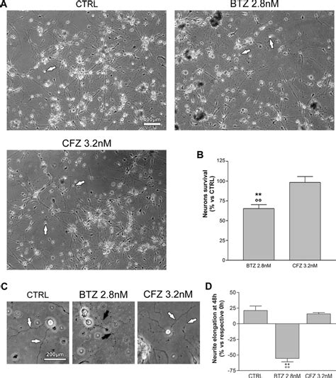 Neuron Cultures Viability After Treatment With Btz And Cfz A