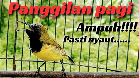 Pancingan Sogon Gacor Ngleper Memanggil Lawanpancingan Sogon Agar